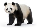 Ai Generated illustration Wildlife Concept of Giant Panda (6 months) - Ailuropoda melanoleuca