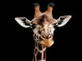 Ai Generated illustration Wildlife Concept of Giraffe black background