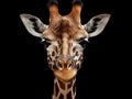 Ai Generated illustration Wildlife Concept of Giraffe black background