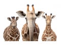 Ai Generated illustration Wildlife Concept of Giraffe Kudu Zebra and Elephant Royalty Free Stock Photo