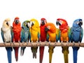Ai Generated illustration Wildlife Concept of Goup of parrots Royalty Free Stock Photo