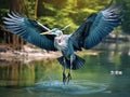 Ai Generated illustration Wildlife Concept of Great Blue Heron walking with wings open Royalty Free Stock Photo