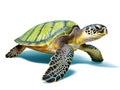 Ai Generated illustration Wildlife Concept of Green Sea Turtle isolated on white background Royalty Free Stock Photo