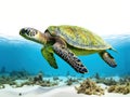 Ai Generated illustration Wildlife Concept of Green Sea Turtle isolated on white background Royalty Free Stock Photo
