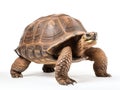 Ai Generated illustration Wildlife Concept of Happy Giant tortoise on white