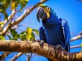 Ai Generated illustration Wildlife Concept of Hyacinth macaw playing in tree pantanal brazil