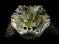 Ai Generated illustration Wildlife Concept of Isolated Alligator Royalty Free Stock Photo