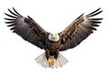 Ai Generated illustration Wildlife Concept of Isolated Bald Eagle Royalty Free Stock Photo