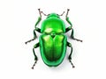 Ai Generated illustration Wildlife Concept of Isolated Green Bug Royalty Free Stock Photo