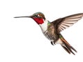 Ai Generated illustration Wildlife Concept of Isolated Ruby-throated Hummingbird Royalty Free Stock Photo