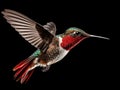 Ai Generated illustration Wildlife Concept of Isolated Ruby-throated Hummingbird Royalty Free Stock Photo