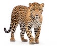 Ai Generated illustration Wildlife Concept of Jaguar ( Panthera onca ) isolated Royalty Free Stock Photo