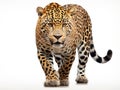 Ai Generated illustration Wildlife Concept of Jaguar ( Panthera onca ) isolated Royalty Free Stock Photo