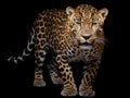 Ai Generated illustration Wildlife Concept of Jaguar ( panthera onca ) isolated Royalty Free Stock Photo