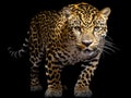 Ai Generated illustration Wildlife Concept of Jaguar ( panthera onca ) isolated Royalty Free Stock Photo