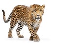 Ai Generated illustration Wildlife Concept of Jaguar ( panthera onca ) isolated Royalty Free Stock Photo