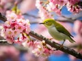 Ai Generated illustration Wildlife Concept of Japanese White Eye on a Cherry Blossom Tree Royalty Free Stock Photo