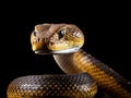 Ai Generated illustration Wildlife Concept of King Cobra Snake Looking to the Side Royalty Free Stock Photo