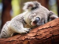 Ai Generated illustration Wildlife Concept of Koala at Lone Pine Sanctuary in Brisbane Australia Royalty Free Stock Photo