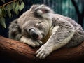 Ai Generated illustration Wildlife Concept of Koala at Lone Pine Sanctuary in Brisbane Australia Royalty Free Stock Photo