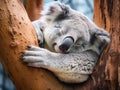 Ai Generated illustration Wildlife Concept of Koala at Lone Pine Sanctuary in Brisbane Australia Royalty Free Stock Photo