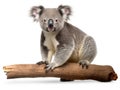 Ai Generated illustration Wildlife Concept of Koala Royalty Free Stock Photo