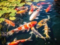 Ai Generated illustration Wildlife Concept of Koi fish in pond colorful natural background Royalty Free Stock Photo