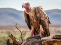 Ai Generated illustration Wildlife Concept of Lappet-faced vulture