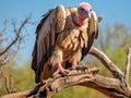 Ai Generated illustration Wildlife Concept of Lappet-faced vulture