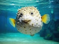 Ai Generated illustration Wildlife Concept of Large Puffer Fish Royalty Free Stock Photo