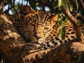 Ai Generated illustration Wildlife Concept of Lazy leopard Royalty Free Stock Photo