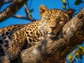 Ai Generated illustration Wildlife Concept of Lazy leopard Royalty Free Stock Photo