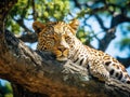 Ai Generated illustration Wildlife Concept of Leopard in fevertree Royalty Free Stock Photo