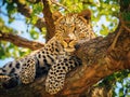 Ai Generated illustration Wildlife Concept of Leopard in fevertree Royalty Free Stock Photo