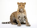 Ai Generated illustration Wildlife Concept of of leopard Panthera pardus sitting