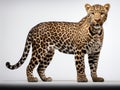 Ai Generated illustration Wildlife Concept of of leopard Panthera pardus standing