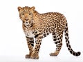 Ai Generated illustration Wildlife Concept of of leopard Panthera pardus standing