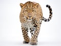 Ai Generated illustration Wildlife Concept of of leopard Panthera pardus walking
