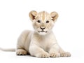 Ai Generated illustration Wildlife Concept of Lion Cub (4 months) Royalty Free Stock Photo