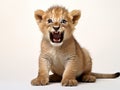 Ai Generated illustration Wildlife Concept of Lion Cub (3 months) Royalty Free Stock Photo