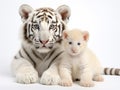 Ai Generated illustration Wildlife Concept of Lion Cub (5 months) and tiger cub (5 months) Royalty Free Stock Photo