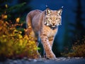 Ai Generated illustration Wildlife Concept of Lynx in Denali National Park