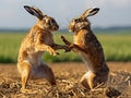 Ai Generated illustration Wildlife Concept of Mad wild hares boxing and fighting in Norfolk UK