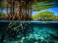 Ai Generated illustration Wildlife Concept of Mangrove trees roots above and below the water