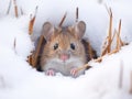 Ai Generated illustration Wildlife Concept of Mouse snow winter Royalty Free Stock Photo