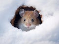 Ai Generated illustration Wildlife Concept of Mouse snow winter Royalty Free Stock Photo
