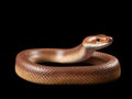 Ai Generated illustration Wildlife Concept of Northern Brown Snake Royalty Free Stock Photo