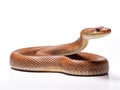 Ai Generated illustration Wildlife Concept of Northern Brown Snake Royalty Free Stock Photo