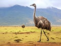 Ai Generated illustration Wildlife Concept of Ostrich - Struthio camelus camelus - Tanzania Royalty Free Stock Photo