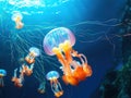 Ai Generated illustration Wildlife Concept of Pacific Sea Nettle orange jellyfish Royalty Free Stock Photo